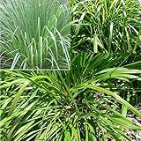 Rosepoem 100PCSオーガニックライブレモングラスの植物の種子モスキート撥工場