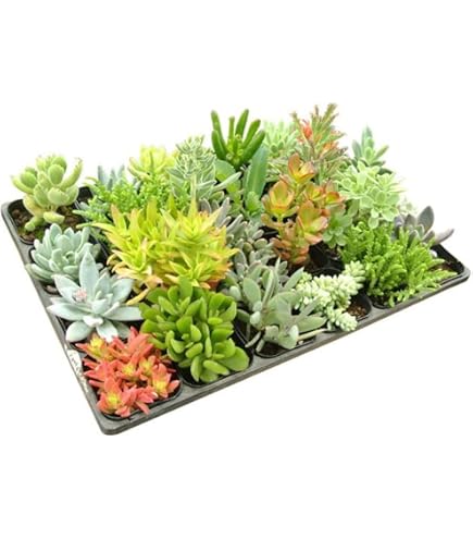 Amazon｜多肉植物 寄せ植えセット(M)｜観葉植物 オンライン通販