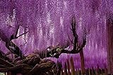 Wisteria photo wall paper - Wisteria papilionaceae mural - XXL Poster Wisteria Wisterien wall decora