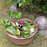 信楽焼 13号松皮 すいれん鉢 メダカ鉢 睡蓮鉢 スイレン鉢 金魚鉢 水鉢 陶器 su-0201