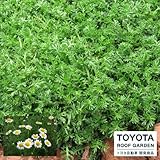 ローマンカモミール：クルツ3号ポット4株セット[TOYOTA] ノーブランド品