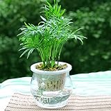 熱い販売！6種類のラッキー竹鉢植え種子バラエティコンプリートドラセナ種子発芽率95％、100 PCS /バッグ、＃のRAPH58を選択します。