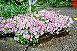 花の大和 9cmポット苗 ピンクの昼咲月見草 4株 [2月中旬頃よりお届け開始]