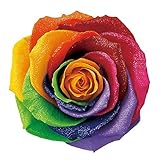 AMOROSA プリザーブドフラワー ダイヤモンドローズモダン85シリーズ(黒) セブンラック DD001201-077