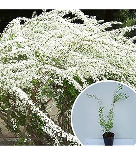 Amazon.co.jp: 苗/苗木 【5本セット】 ユキヤナギ 樹高0.4m前後 15cm