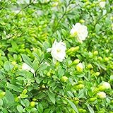 TOPmountain ケープジャスミンガーデニア種子 50個 香りの花の種 ガーデンバルコニー植物種子装飾