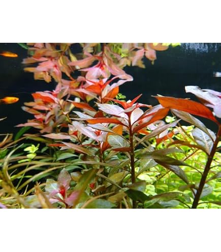 Amazon.co.jp: （水草）ルドウィジア レペンス グリーン（水中葉）（無
