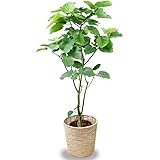 観葉植物 ウンベラータ 10号 【鉢カバー付】