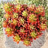 セダム：虹の玉3.5号ポット 2株セット[冬に赤く紅葉する人気の多肉植物] ノーブランド品