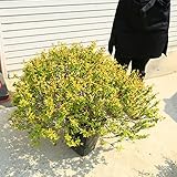 グランドカバー　特選庭木：アベリア（あべりあ）　カレイドスコープ*超大株！！