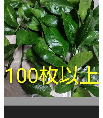 Amazon | 【屋久島産】アゲハ蝶 幼虫 餌 完全無農薬 みかんの葉っぱ 枝