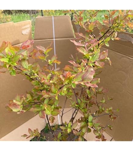 Amazon｜ナツハゼ 2本立ち 山採り｜観葉植物 オンライン通販
