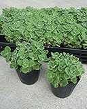 【特選ハーブ苗セット販売】プレクトランサス　アロマティカス　24ポットセット（３号） 【まとめ売り】