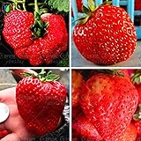 350 giant strawberry seeds send 200chili as gift bonsai strawberry seeds edible four seasons large t