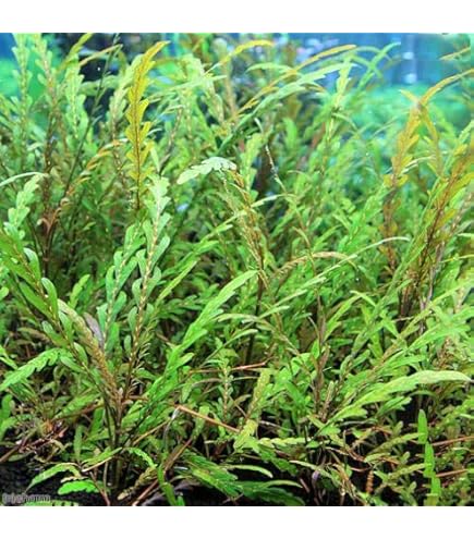 第四種郵便】南米モス活着ピンナティフィダとボルビディス付き