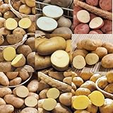 ジャガイモの種芋・食べ比べお楽しみセット（種芋12個入）