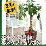 発財樹　(パキラ) 7号鉢 ・鉢カバー付き【観葉植物】