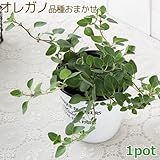 (観葉)ハーブ苗 オレガノ(品種おまかせ) 3号(1ポット) 家庭菜園 本州・四国限定[生体]