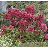 ノリウツギ（糊空木）：ダイヤモンドルージュ4号ポット[濃桃色のノリウツギ]