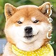 柴犬りゅうじ