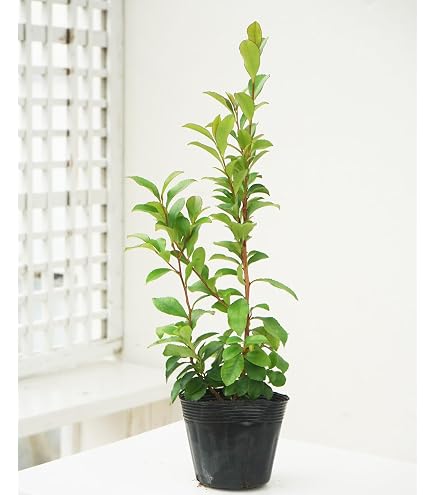 Amazon｜ヒサカキ（姫榊）Lサイズ（55サイズ） 国産 1対 （2束） 販売