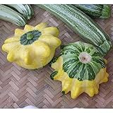 [野菜タネ]UFOズッキーニ：グリーンスター の種2袋セット