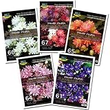 [花タネ][少量の宿根草種]アクイレギア（西洋オダマキ）クレメンタインシリーズ 5種セット* ノーブランド品