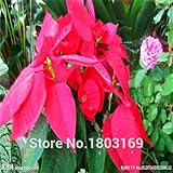 100個/袋、ポインセチアの種子、ポインセチア、鉢植えの植物、植栽の季節、顕花植物