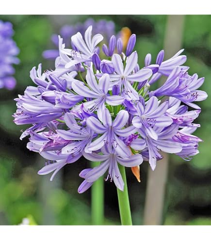 Amazon | アガパンサス ホワイト 花苗 10.5cmポリポット 1株 白花