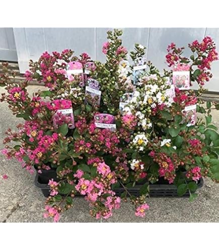 2セット／サルスベリ ぺチートサンシャインプラム／ブラックパール ライトピンク 楽天市場】サルスベリ 'ブラックパール ライトピンク'(R) : お