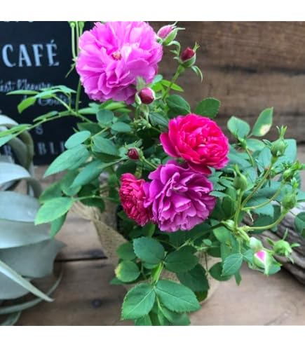 Amazon.co.jp: レア 入手難しい 切り花品種 薔薇苗 (複色) : DIY・工具