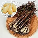 国華園　ラッキョウ種球　霧島大ラッキョウ　1kg【※発送が国華園からの場合のみ正規品です】