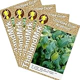 ヒヨコマメ Garbanzo bean Cicer arietinum Fabaceae 4 Bulk ThailandMrk