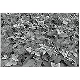 輸入壁紙 Forest Floor フォレストフロアー 8-914/サイズ：368×254cm/Z3K