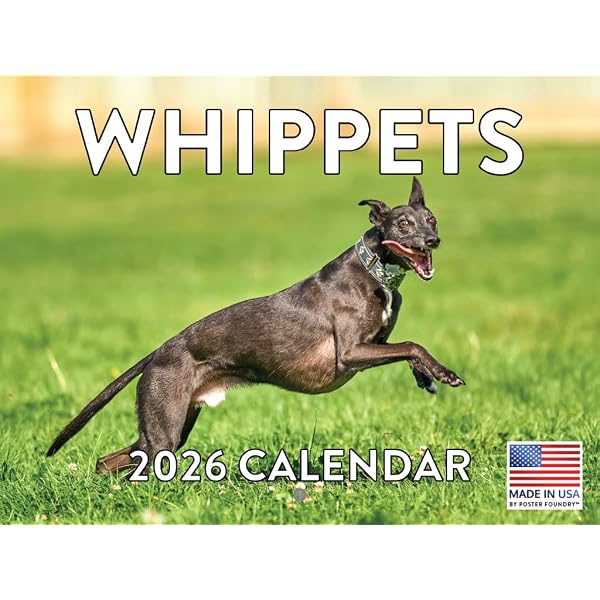 Amazon | Whippet Calendar 2026 Square Dog Breed Wall Calendar - 16