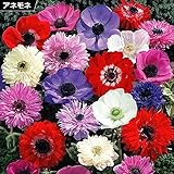 Amazon 国華園 秋植え球根 早期販売 アネモネ デカン 赤花 10球 21年春商品 鉢