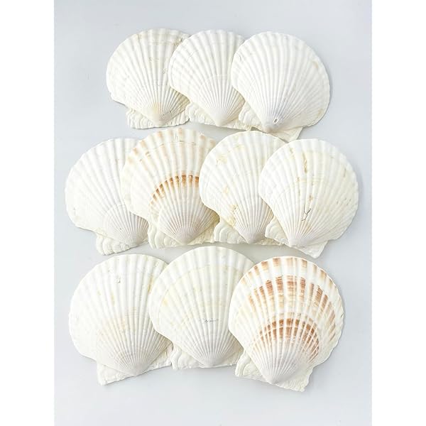 Amazon.co.jp: 【貝殻の問屋さん】ホタテ貝殻 （国産） 約8cm 10