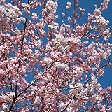 桜（サクラ）：神代曙（ジンダイアケボノ）接木苗5号ポット