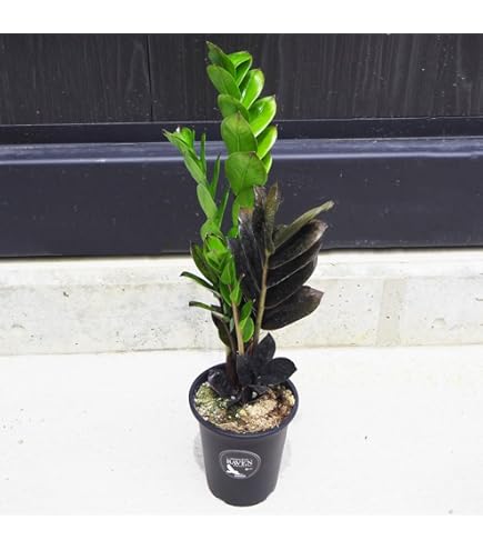 Amazon｜ザミーフォリア 7号 ザミオクルカス 観葉植物｜観葉植物