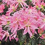 国華園　花木苗　ツツジ　花火　1株【※発送が国華園からの場合のみ正規品です】