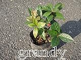 ヤブコウジ 5本