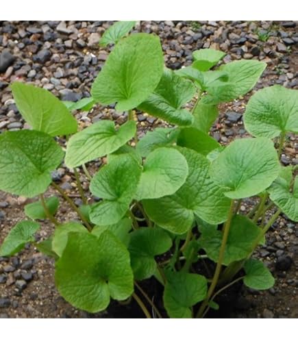Amazon.co.jp: ITANSE 静岡のわさび 4号 1個売り 野菜苗 山葵 畑