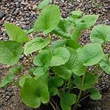 畑ワサビ3号ポット2株セット[畑で他の野菜と同じように育てられるわさび・陸ワサビ] ノーブランド品