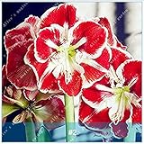 2本アマリリス盆栽球根バルバドスユリバルコニーフラワーヒッパスタイル球根水耕栽培根鉢植え花2