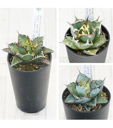 Amazon.co.jp: アガベ・チタノタ「凱撒（シーザー）」 3.5号鉢 : DIY