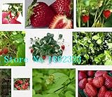 500オーガニックALPINEイチゴ種子イチゴVescaフルーツ種子 ``