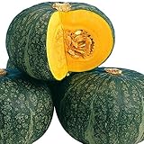 【メール便配送】　国華園　野菜たね　かぼちゃ　F1パワーかぼちゃ　1袋(10粒)【※発送が国華園からの場合のみ正規品です】