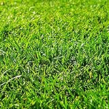 西洋芝の種：クリーピングレッドフェスク　1kg ノーブランド品