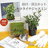 苔玉キット　苗つき　カロライナジャスミン