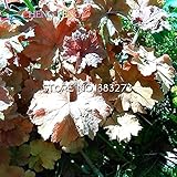 Time Limit!!!new Arrial Rainbow Heuchera Fresh Seeds Interesting Grass Seed Flora Semillas Bee Gift
